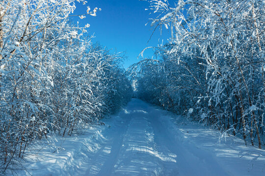 冬季森林积雪道路车辙