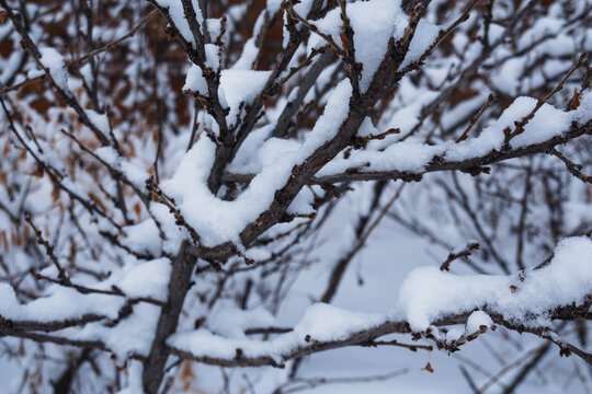 冬季树木积雪