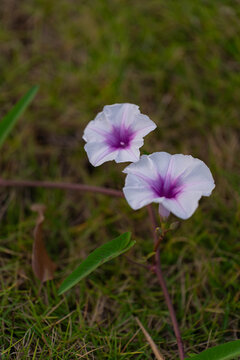 牵牛花