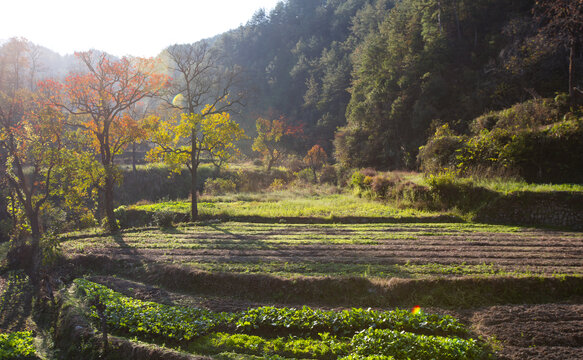 秋天背景