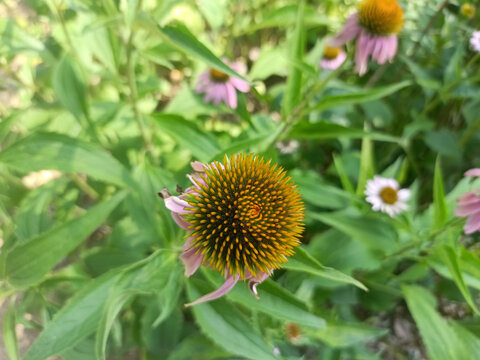 黄色松果菊