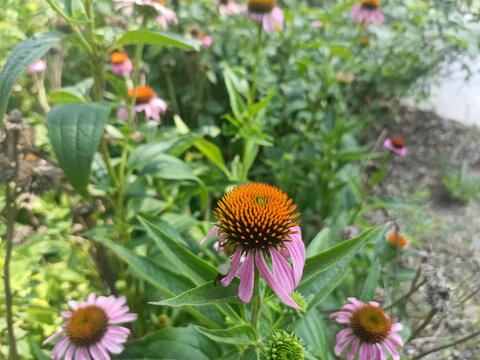 成片的松果菊花