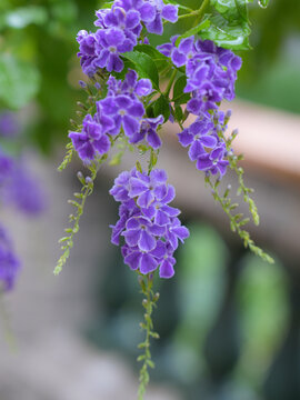 清新的紫色小花