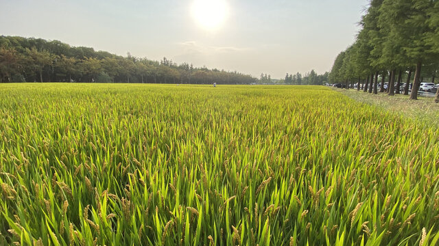 稻田