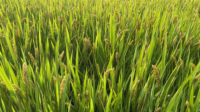 稻田
