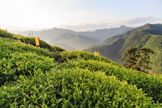 歙县高山茶园