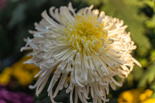 白色菊花特写