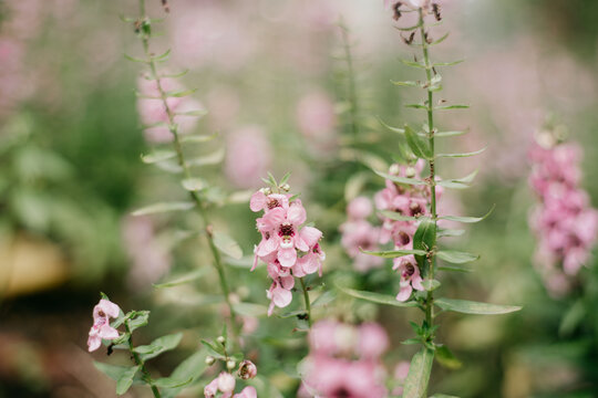 毛蕊花