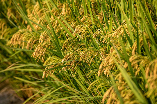 成熟的水稻与稻田