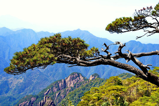 高山迎客松