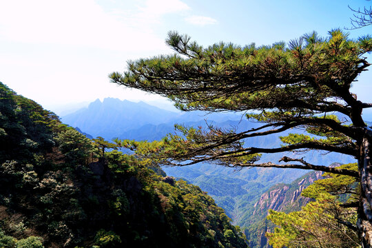 三清山迎客松