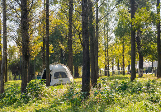 公园帐篷野营