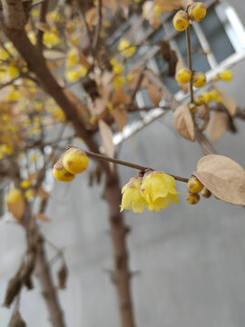 腊梅花开