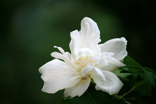 白花重瓣木槿