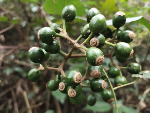 玉叶金花绿色果实