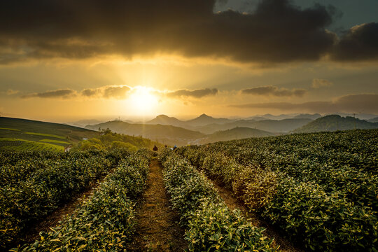 大朗山茶山