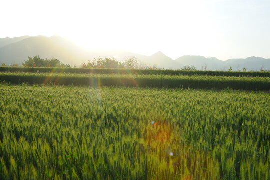 麦田