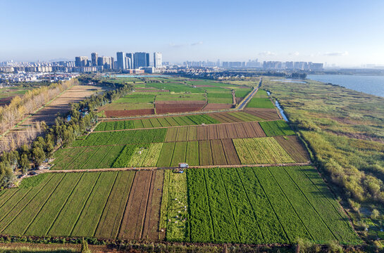 田野