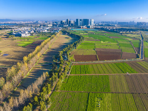 希望的田野