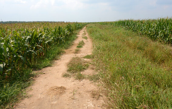 田野田地