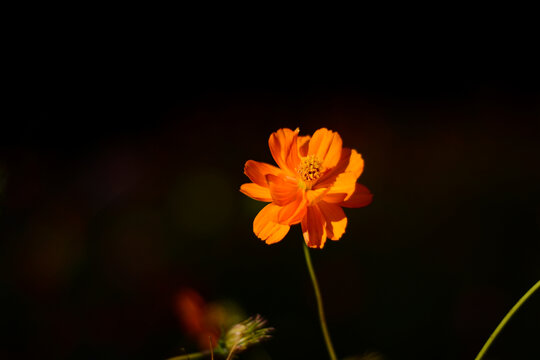 花黑色背景