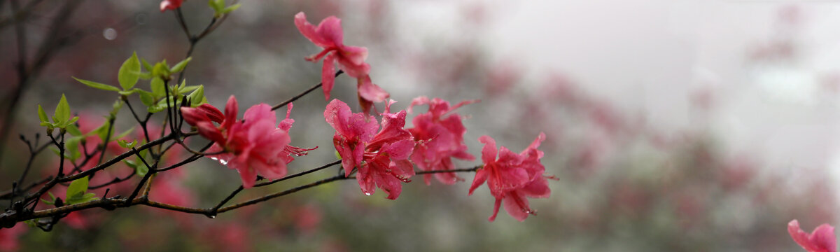 杜鹃花