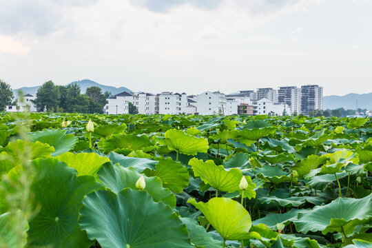 新农村建设