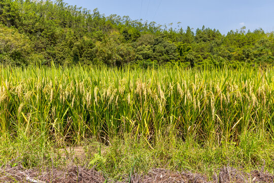 稻田