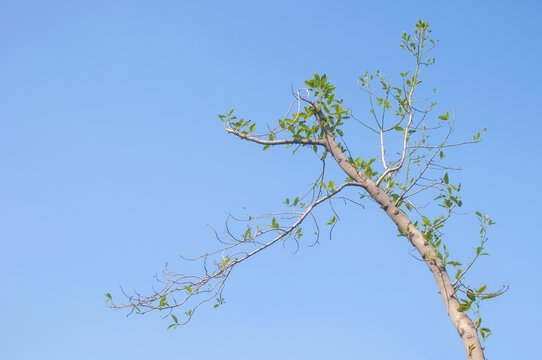 枝与天空