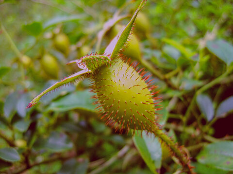 中药百草