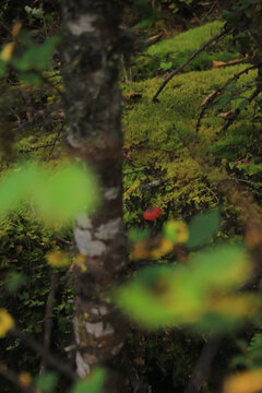 树林里的红蘑菇