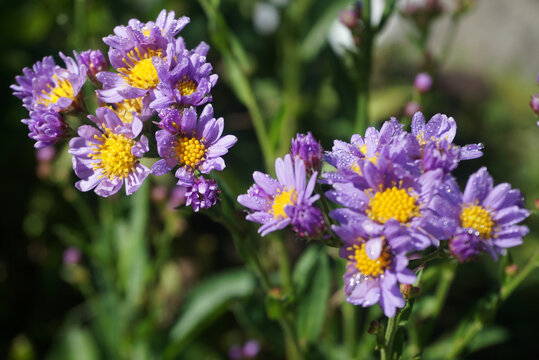 沾满露水紫菀花