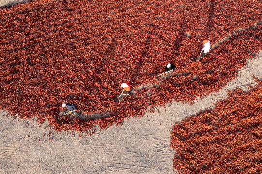 航拍农民在戈壁滩翻晒辣椒