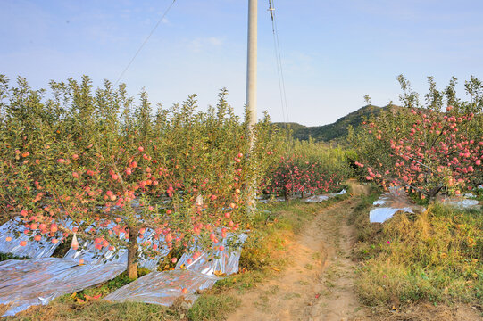 农家苹果园