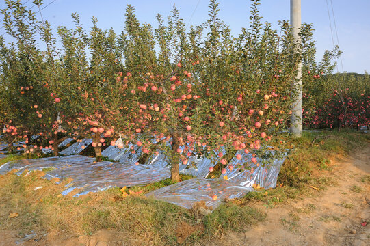 农家苹果园