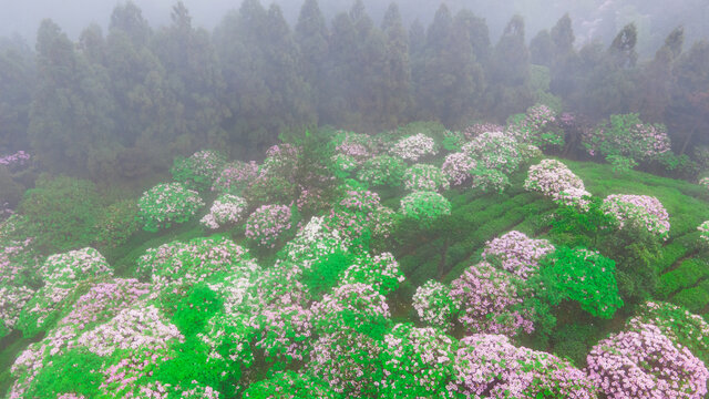 浙江天台华顶杜鹃花