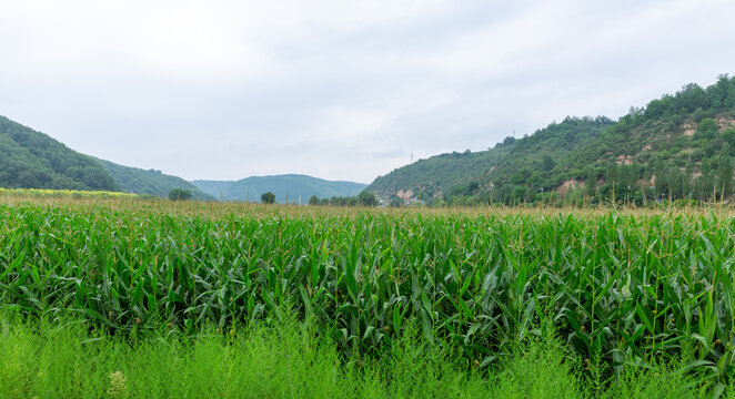 玉米地庄稼地