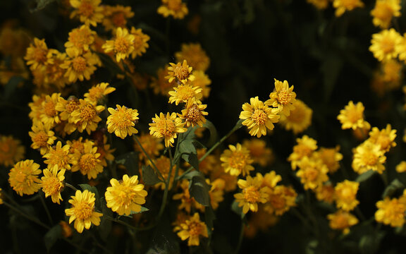 黄色菊花