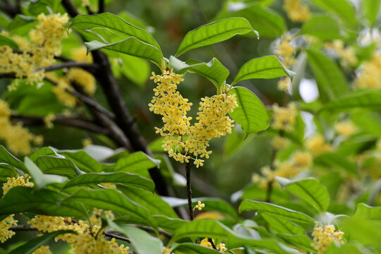 桂花飘香