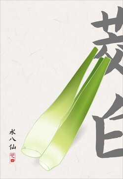 手绘茭白