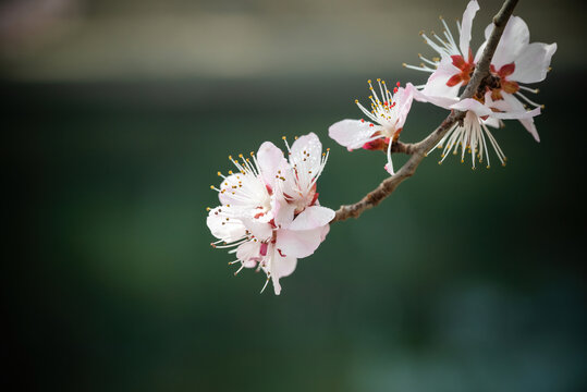 山桃花特写