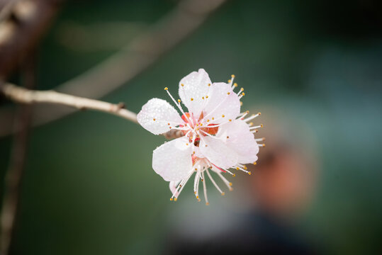 山桃花微距特写