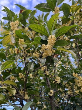 桂花桂花树