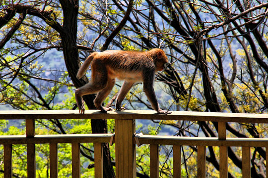 栏杆上走的猴子