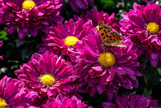 玫红色菊花和蝴蝶
