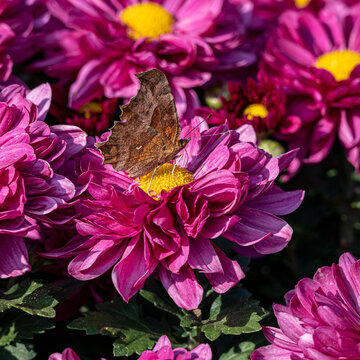 粉色菊花和蝴蝶
