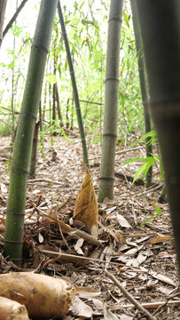 竹林现挖的冬笋