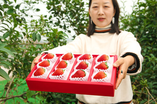 礼盒装新鲜丹东草莓