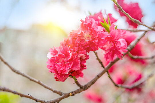 碧桃千叶桃花盛开