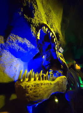 成都双流海滨城恐龙乐园恐龙化石
